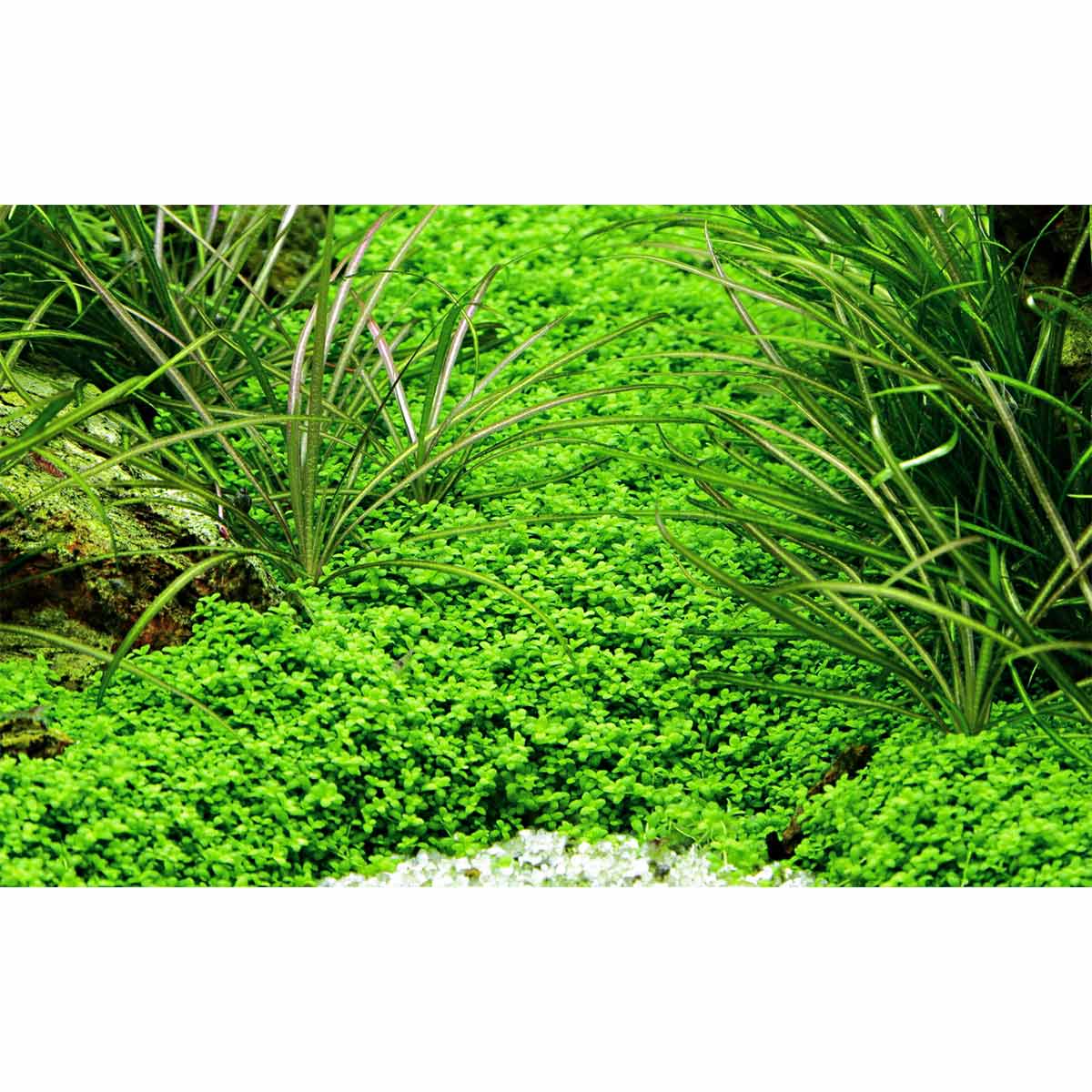 Tropica Aquariumpflanze Hemianthus callitrichoides 'Cuba'