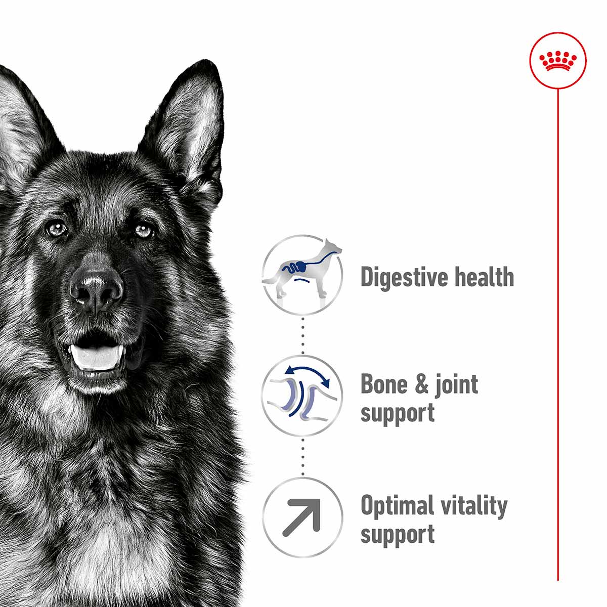 ROYAL CANIN MAXI Adult 5+ Trockenfutter für ältere große Hunde