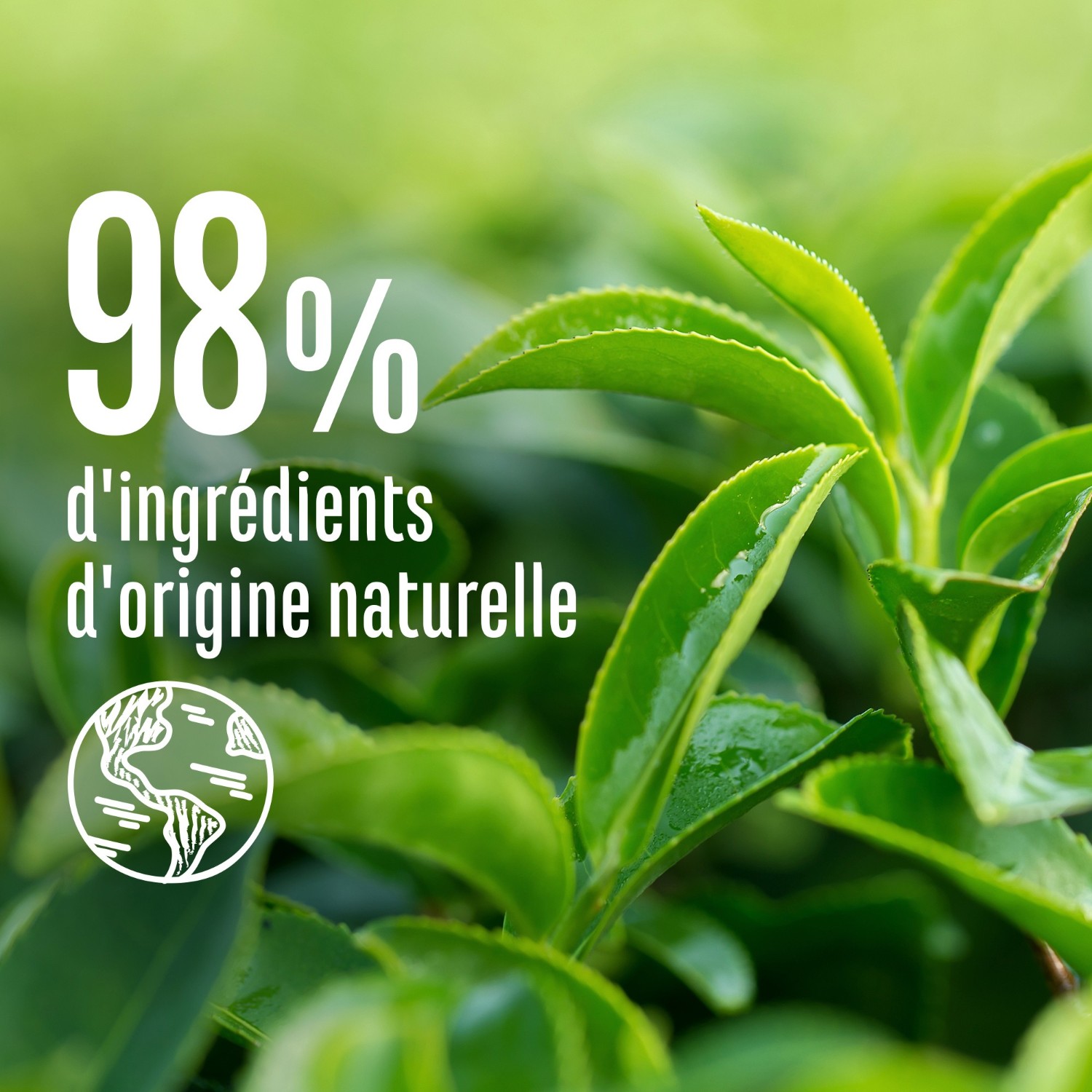 Le Petit Marseillais Organic Thyme and Green Tea Detox šampon - steklenička