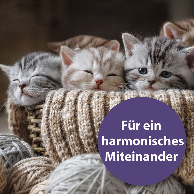 Felisept Family Comfort zu TOP-Preisen