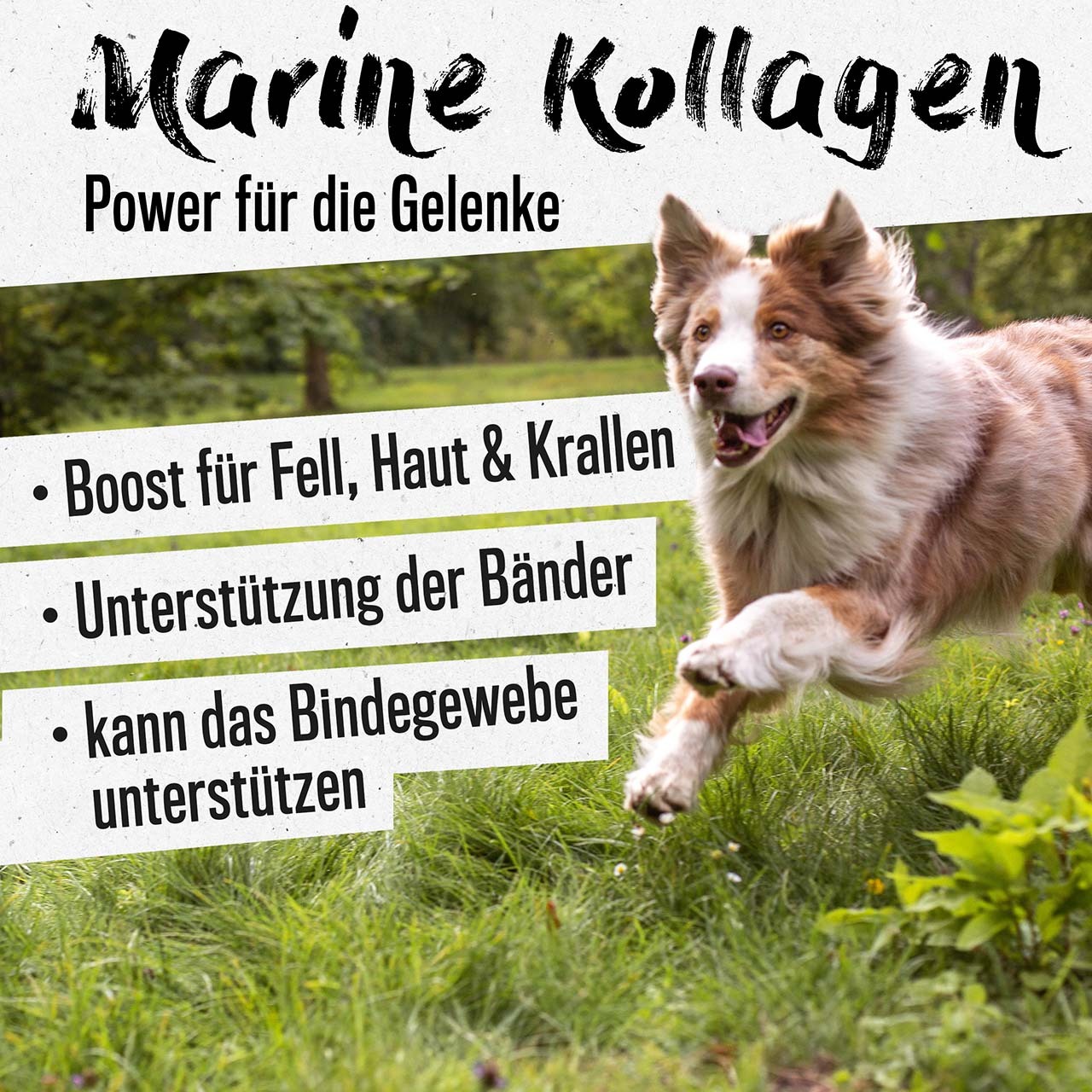 ALPHAZOO Ergänzungsfutter & Aufzucht ALPHAZOO Marine Kollagen-Pulver für Hunde und Katzen 100 g