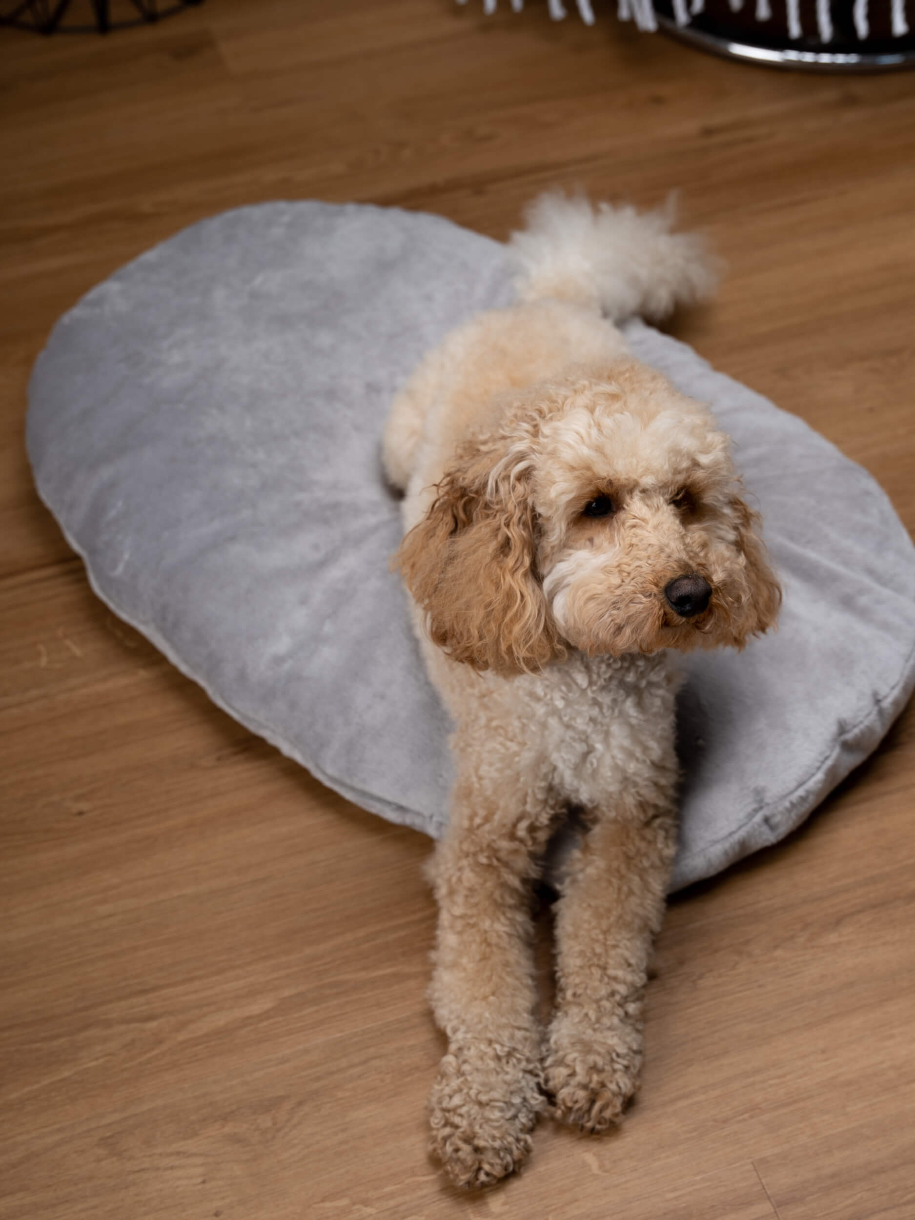 TrendPet Hundekissen TrendPet Emma Liegekissen grau XL