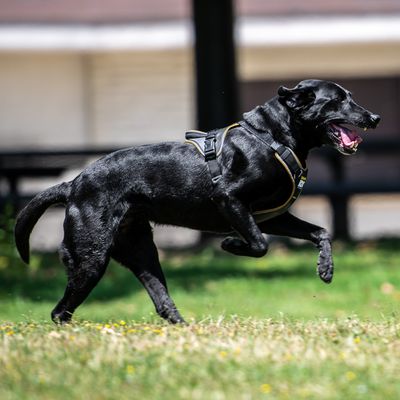 JULIUS-K9 IDC® Longwalk Geschirr - schwarz/grau