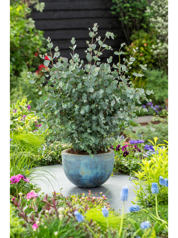 OH2 Eucalyptus gunnii Azura am Stamm günstig kaufen onesize