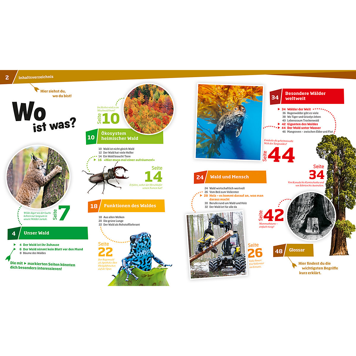 WAS IST WAS Wald - Mehr als nur Bäume