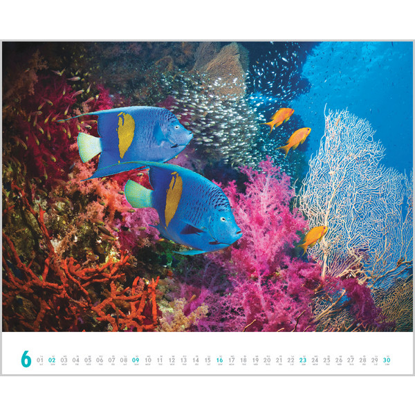 DIVE 2024 - Kalender