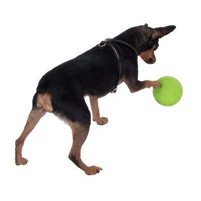 Hundespielzeug Snackball