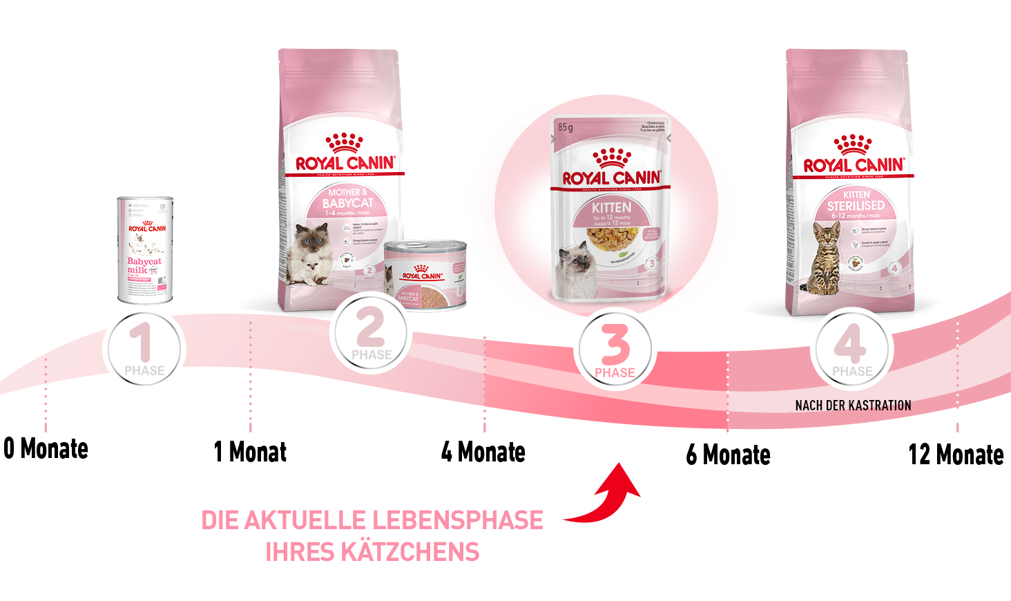 ROYAL CANIN Nassfutter ROYAL CANIN Kitten 12x85g in Gelee
