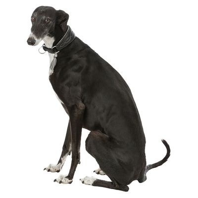 Trixie Active Comfort Halsband für Windhunde, schwarz/grau
