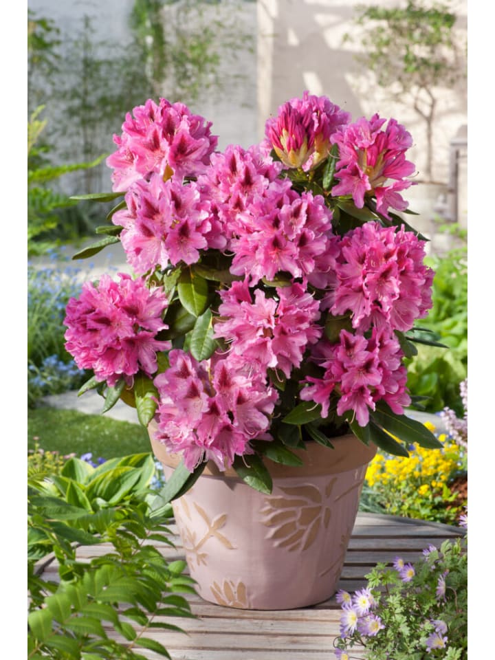 OH2 6er-Set: Rhododendron Cosmopolitan in Rosa günstig kaufen onesize