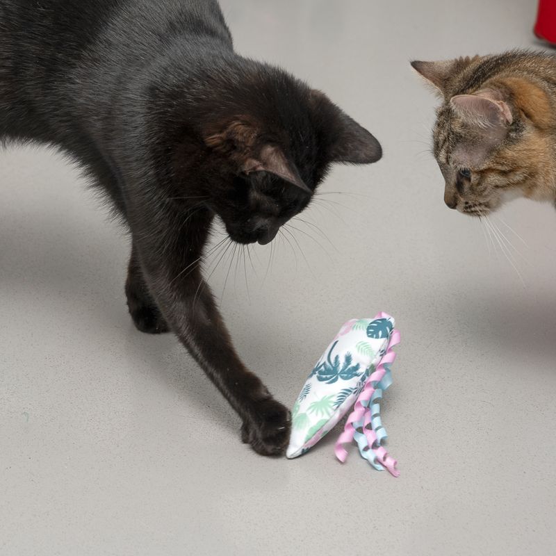TIAKI Surfbrett mit Katzenminze zu TOP-Preisen
