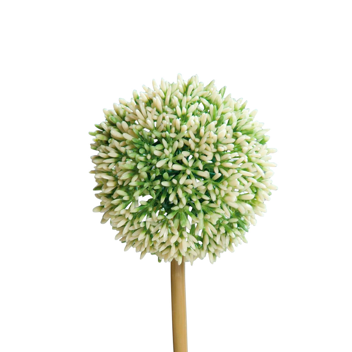 DPIAllium 67cm