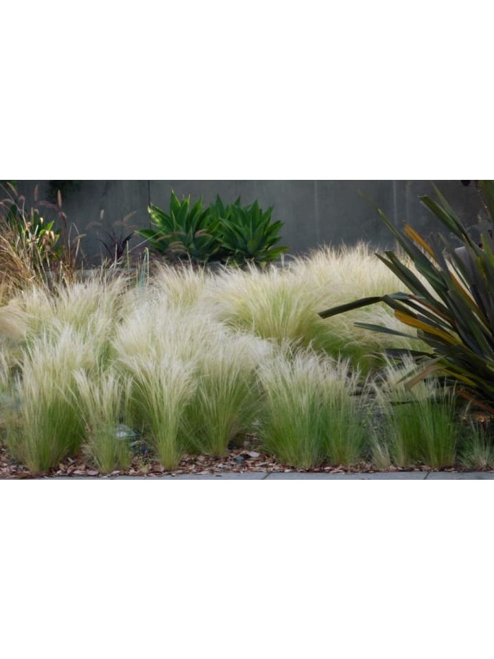 OH2 8er Set: Stipa-Pferdeschwanzgras günstig kaufen onesize