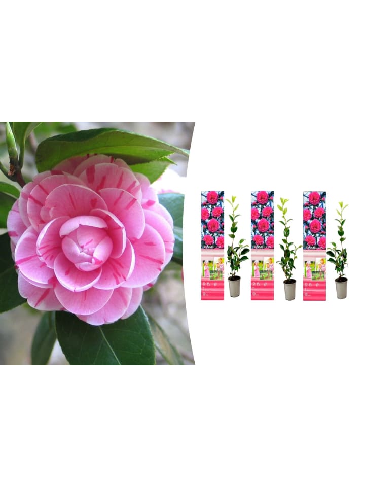 OH2 3er-Set Kamelien in Rosa günstig kaufen onesize