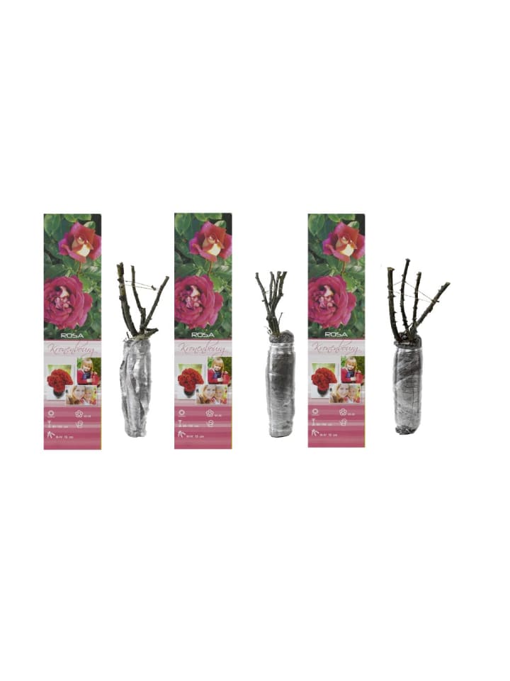OH2 3er-Set Großblütige Rosen in Rot/Weiss günstig kaufen onesize