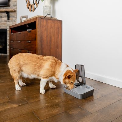 PetSafe® Futterautomat für 2 Mahlzeiten