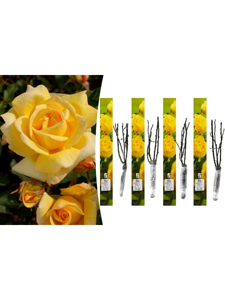 OH2 4er-Set: Duftende großblumige Gartenrosen in Gelb günstig kaufen onesize