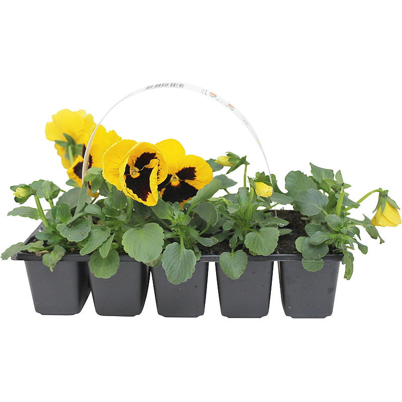 Stemor 10-pk Ensfarget