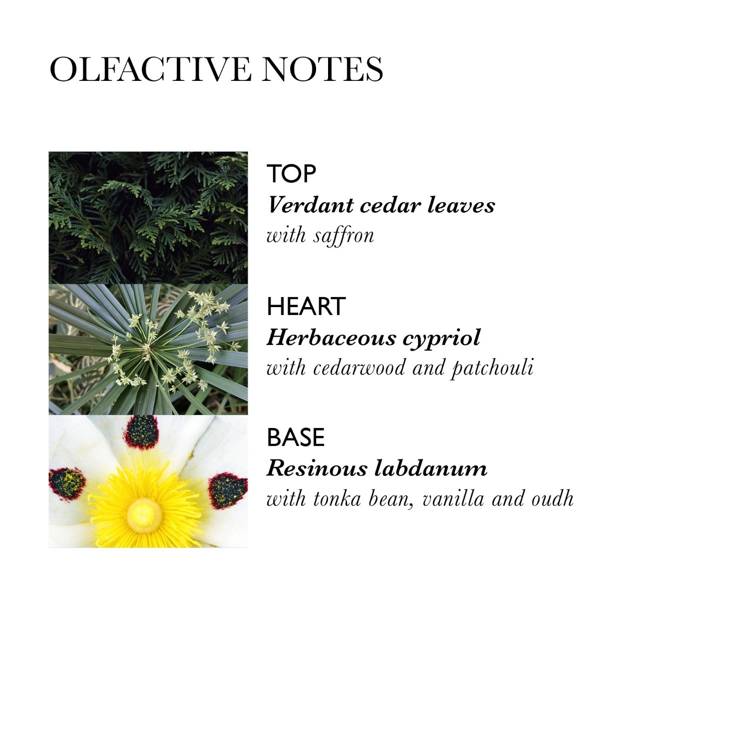 Labdanum Dusk Hair Parfum