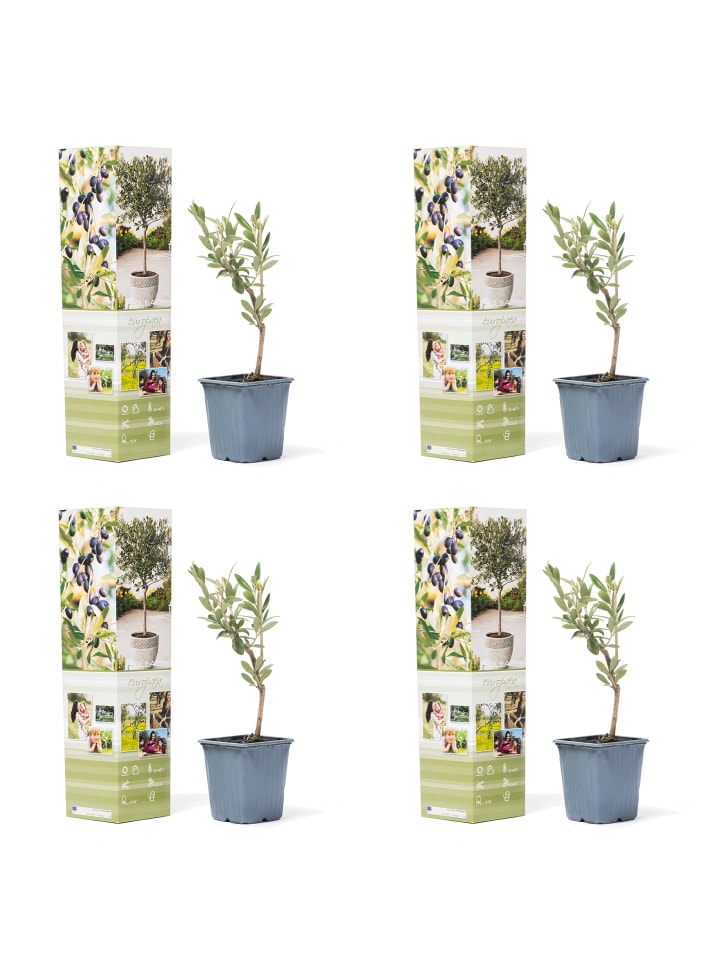 OH2 4er-Set Planzen Oliven in Grün günstig kaufen onesize