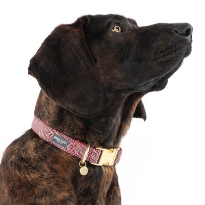 Nomad Tales Calma Halsband, burgundy