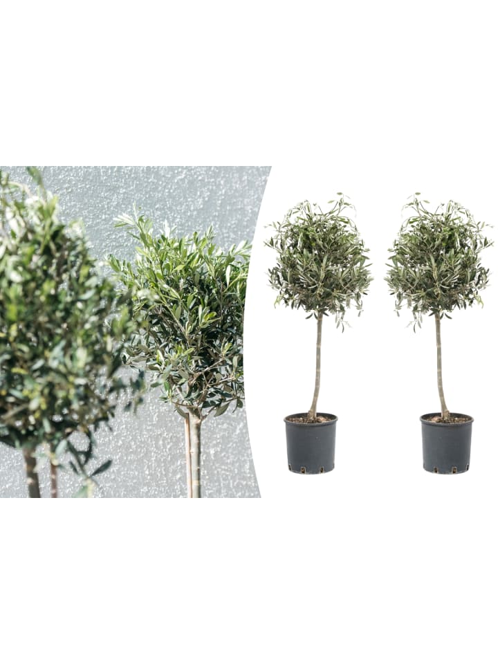 OH2 2er-Set: Olivenbäume in Grün günstig kaufen onesize
