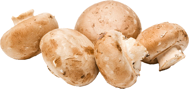 Bio Champignons creme