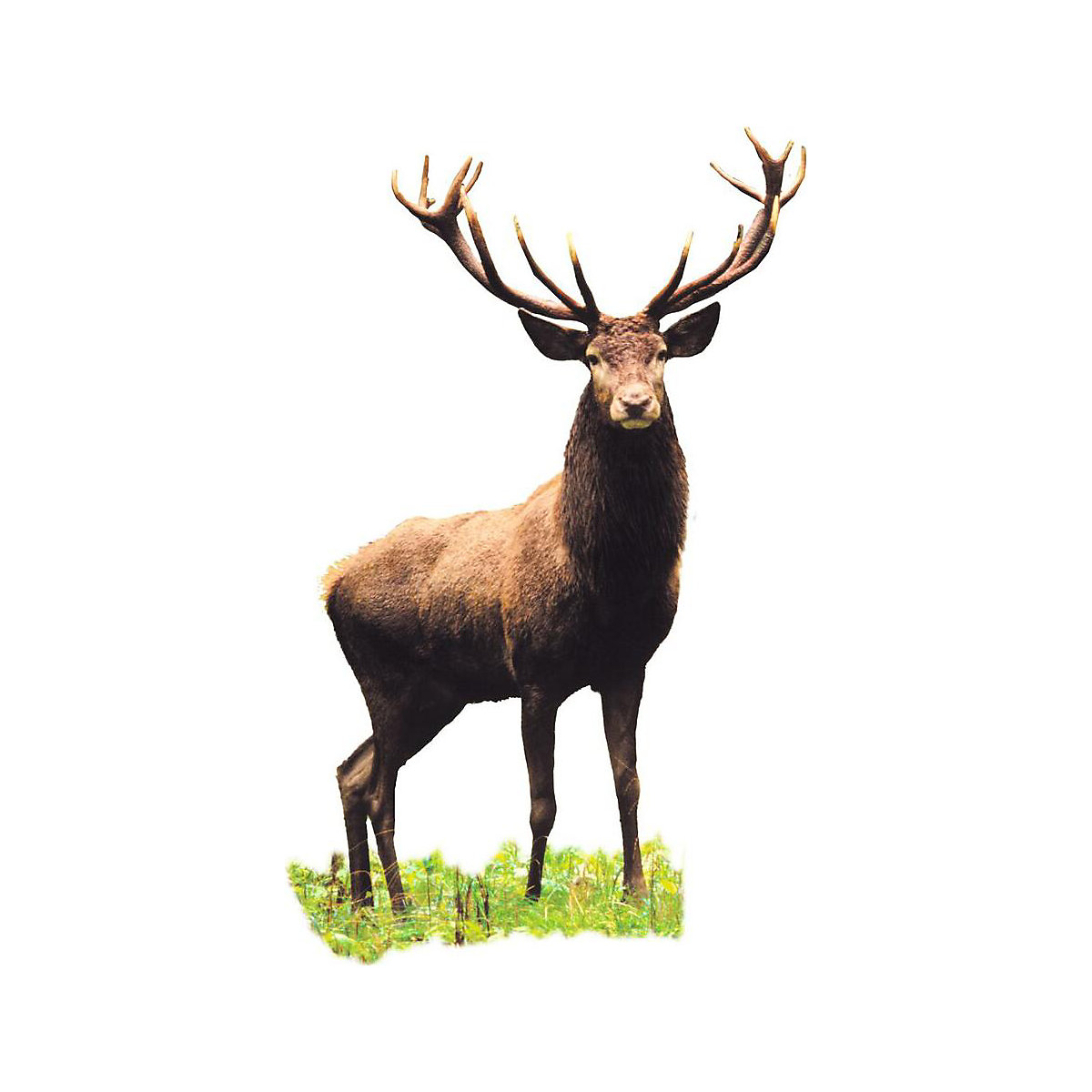 Expedition Natur: Das Wald-Forscherbuch