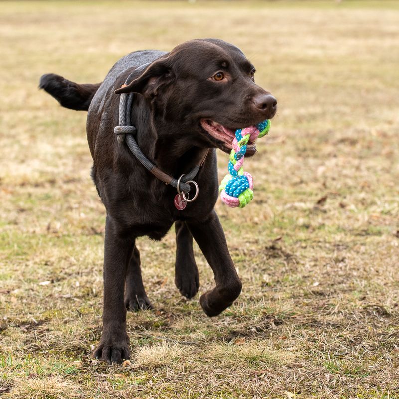 Hundespielzeug Limoen Knochen zu TOP-Preisen
