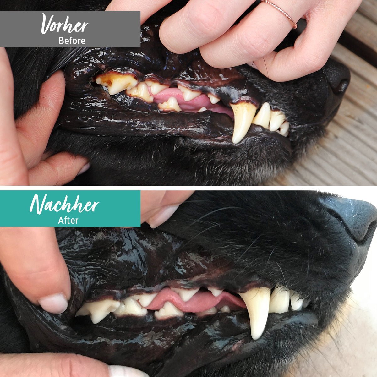 Aniforte Ergänzungsfutter & Aufzucht Aniforte Denta Clean & Care Zahnpflege Pulver 300 g