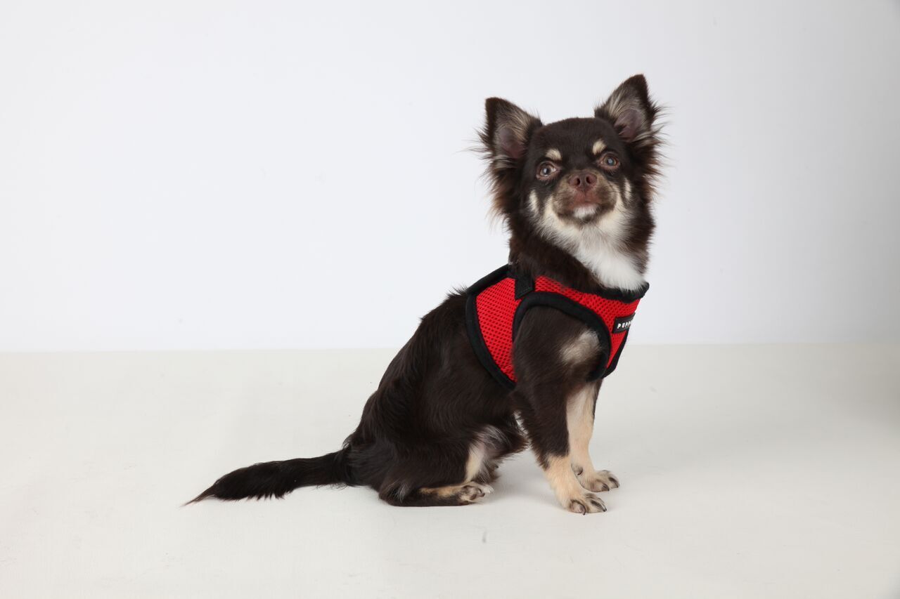 Puppia Hundegeschirre Puppia Geschirr Super Soft B (Step) rot XL