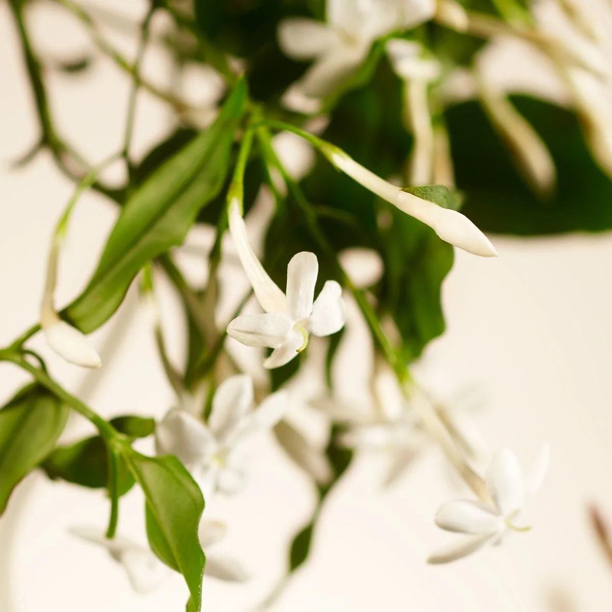 Privatna kolekcija mirisa za dom Sweet Jasmine - sprej za miris sobe