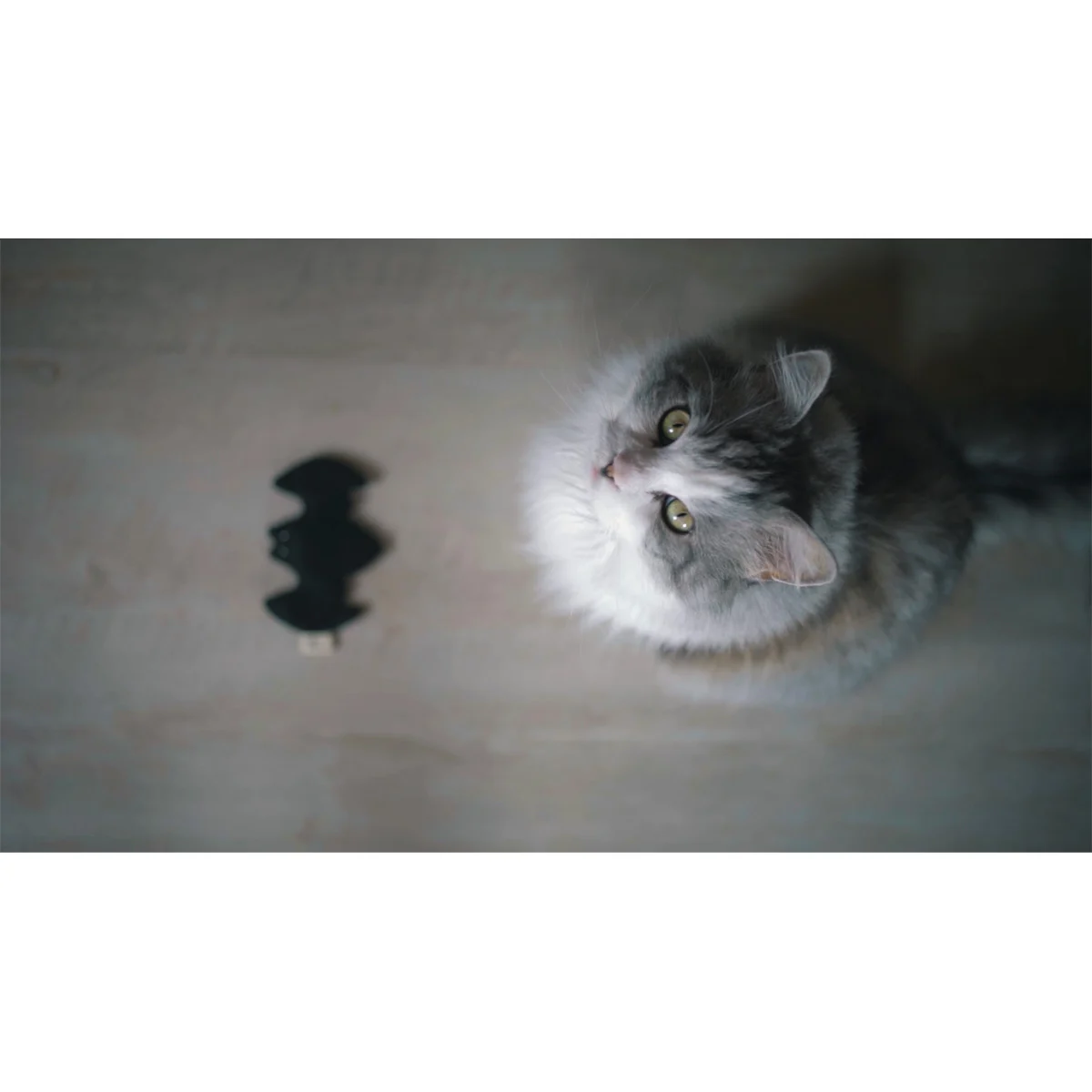 CATLABS Katzenspielzeug Flauschige Fledermaus kaufen