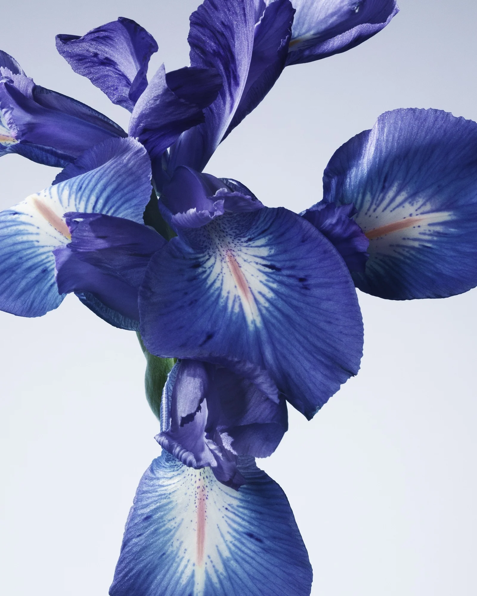 Armani Privé Les Eaux IRIS BLEU - Eau de Toilette