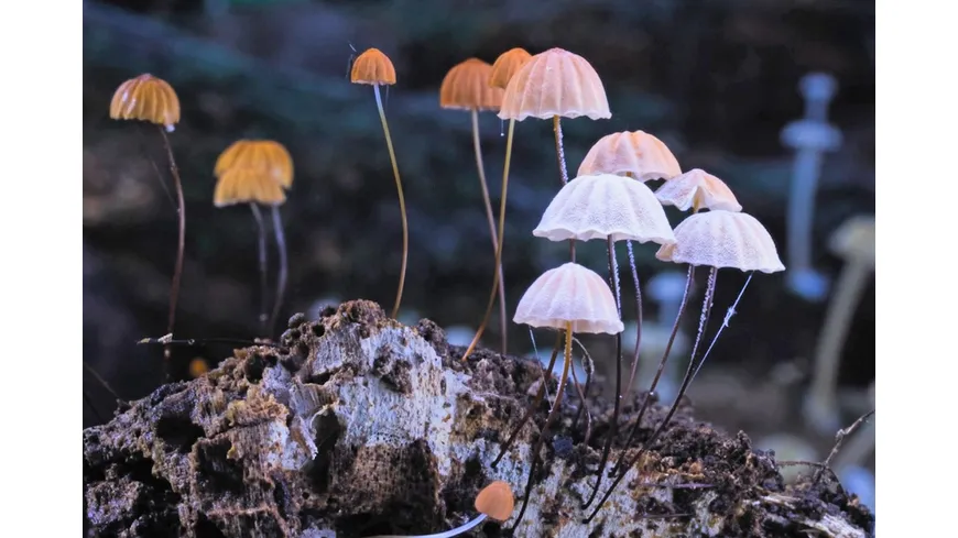 FANTASTISCHE PILZE - Die magische Welt zu unseren Füßen