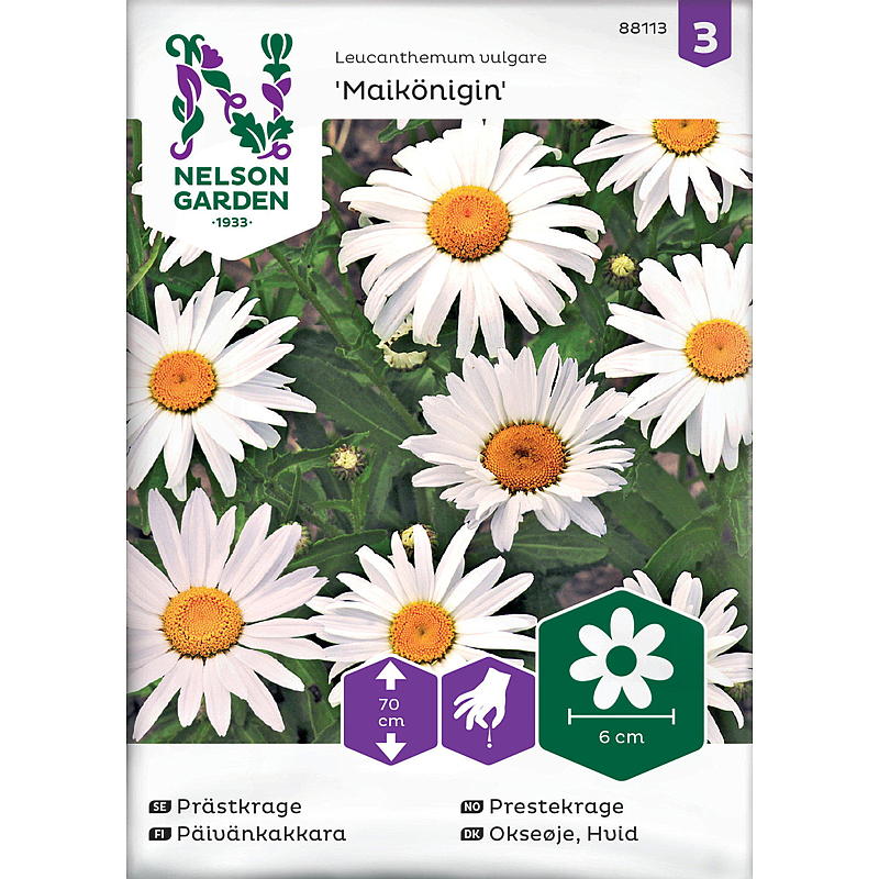 Nelson garden Frø Prestekrage Maikönigin, hvit