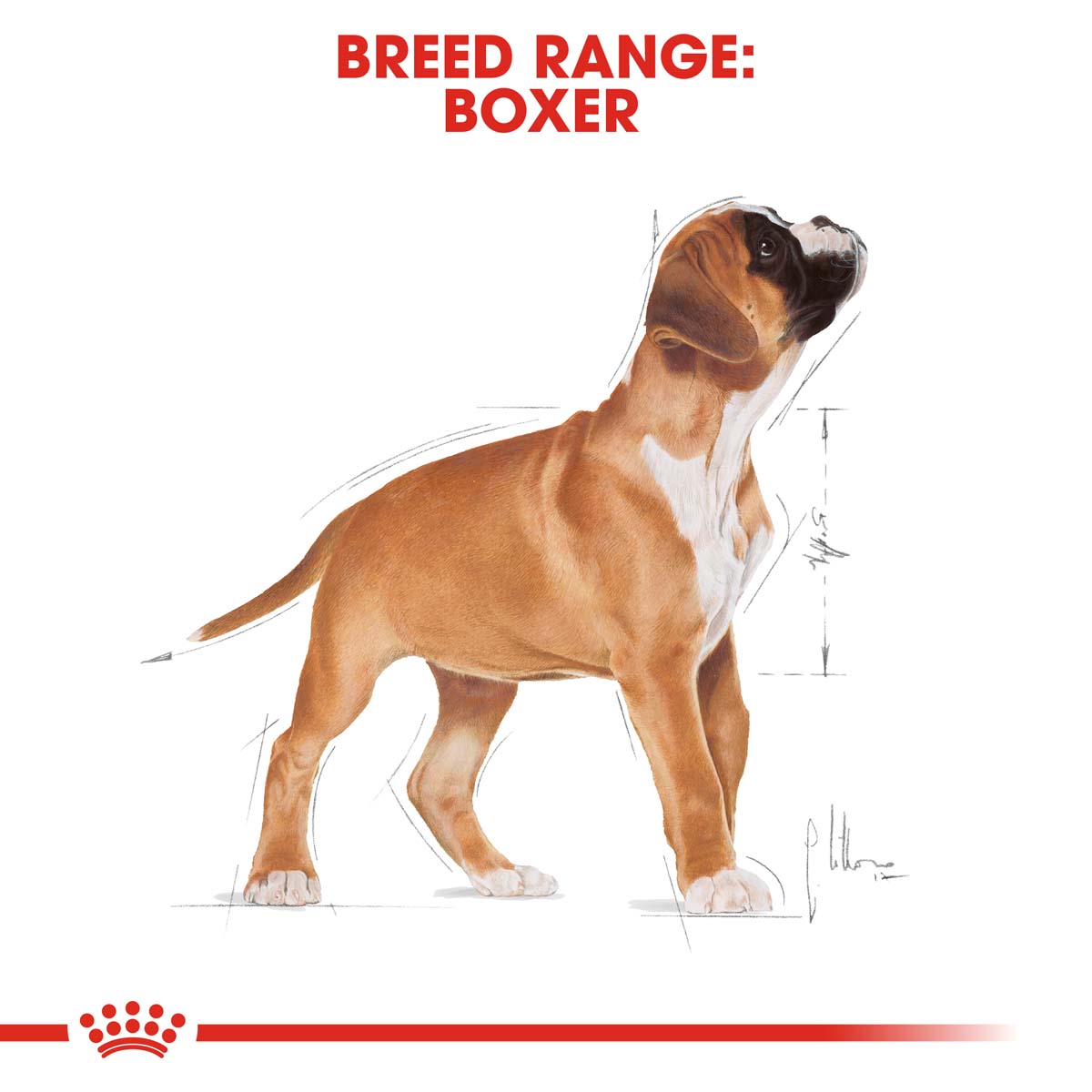 ROYAL CANIN Boxer Puppy Welpenfutter trocken kaufen bei ZooRoyal