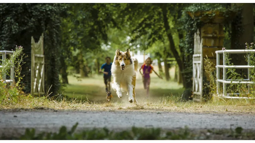 Lassie - Eine abenteuerliche Reise
