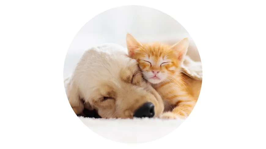 POPSOCKETS BASIC CAT & DOG