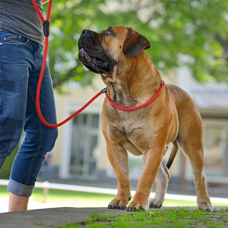 HUNTER Retriever-Leine Freestyle - rot zu TOP-Preisen