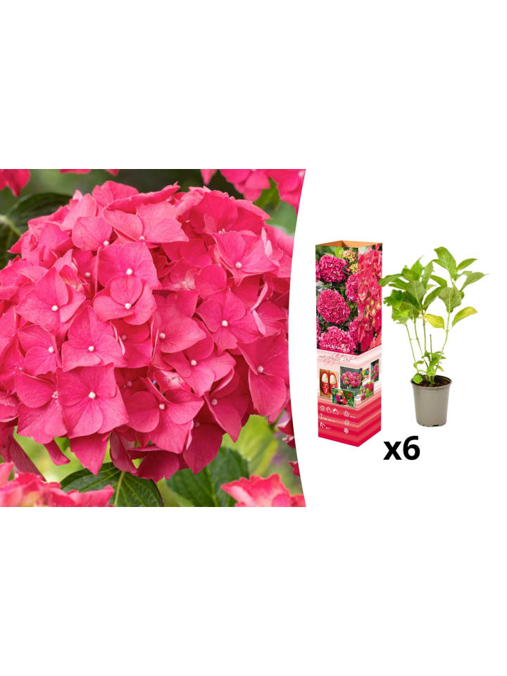 OH2 6-er: Set Hortensie (Hydrangea macrophylla) in Rot günstig kaufen onesize