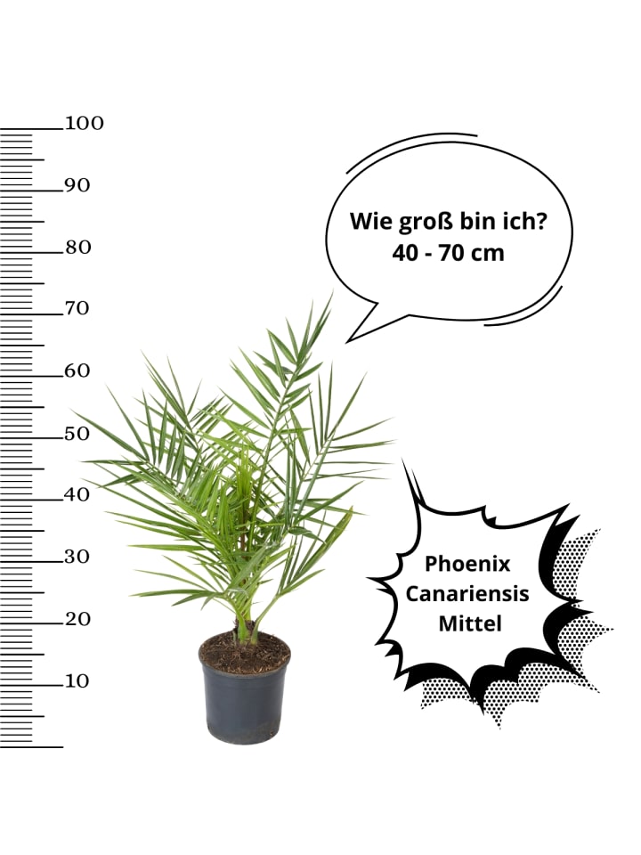OH2 4er-Set: Palmenmischung in Grün günstig kaufen onesize