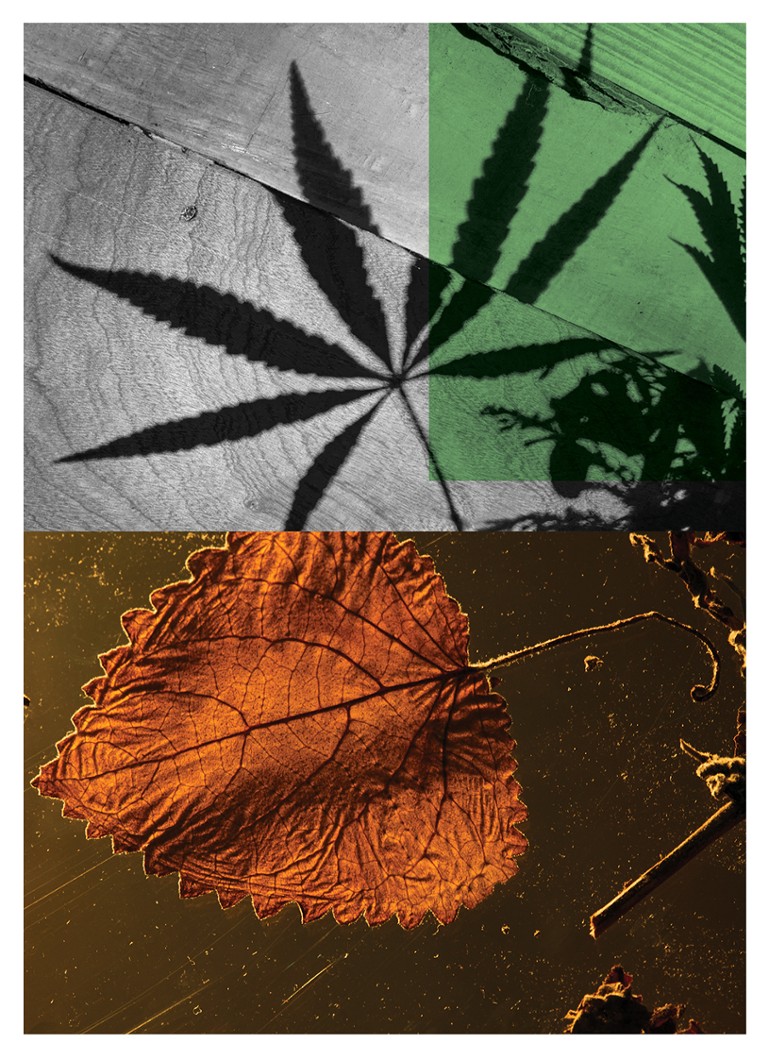 Ricarica Eau de Parfum Dries Van Noten Cannabis Patchouli