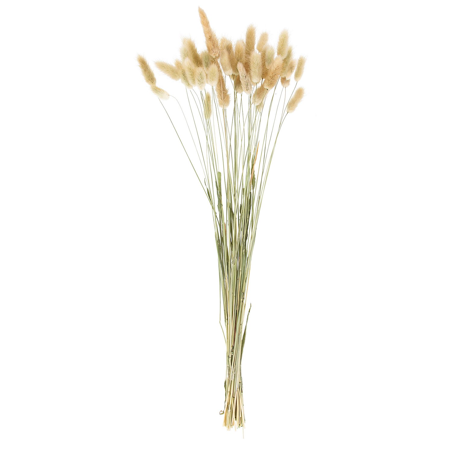 Lagurus-Gras, natur, 50–60 cm, 35–45 Stück