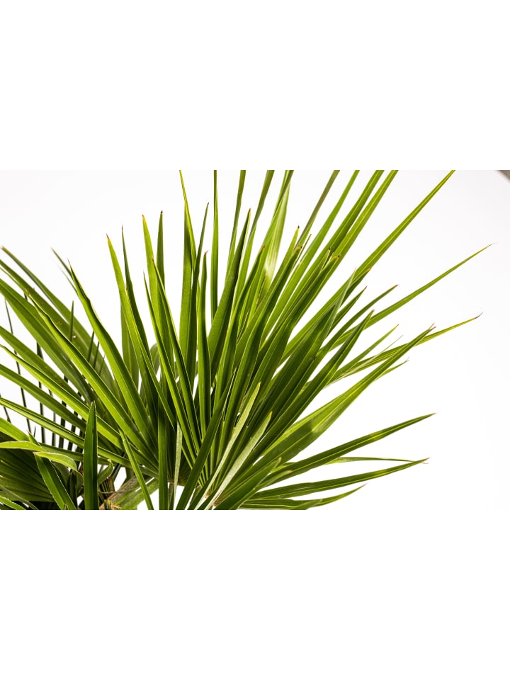 OH2 Washingtonia robusta Mittel in Grün günstig kaufen onesize
