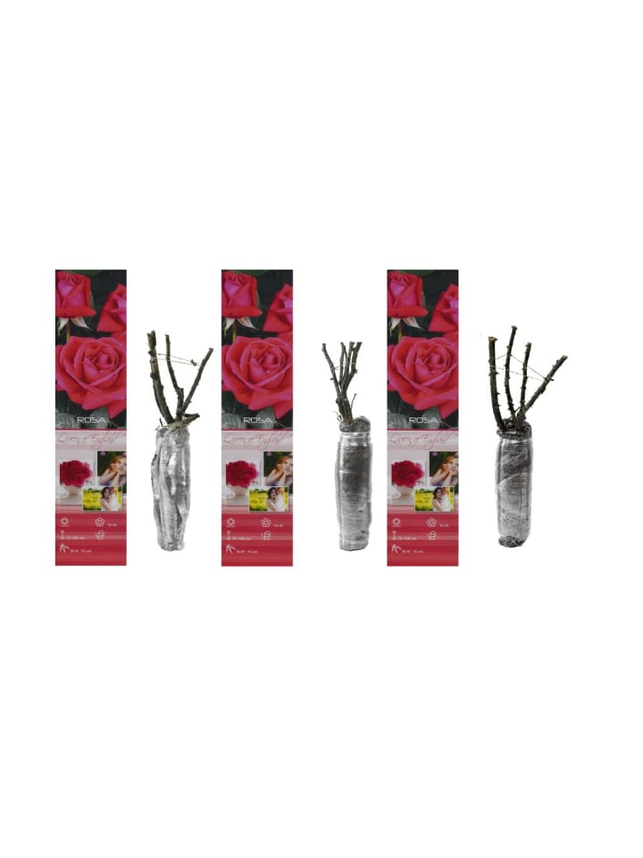 OH2 3er-Set Großblütige Rosen in Rosa günstig kaufen onesize