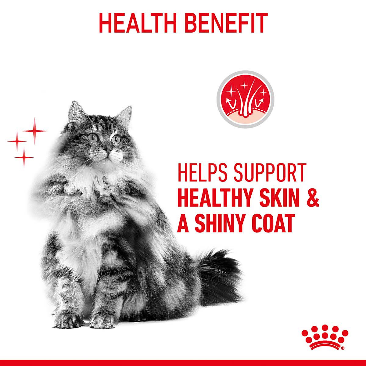Royal Canin FCN Hair & Skin Loaf günstig kaufen bei ZooRoyal