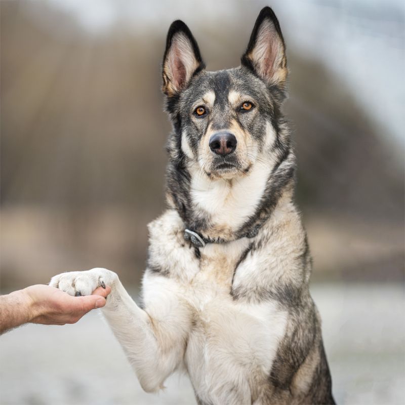 Wolf of Wilderness Training “Explore the Wide Acres” Huhn