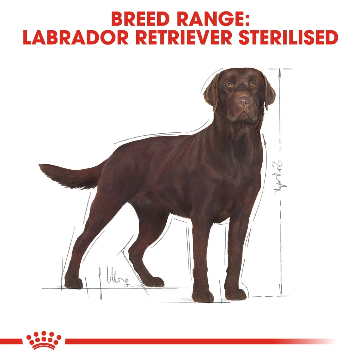 ROYAL CANIN Labrador Retriever Sterilised 12kg + LIGHT WEIGHT CARE Mousse 12x85g