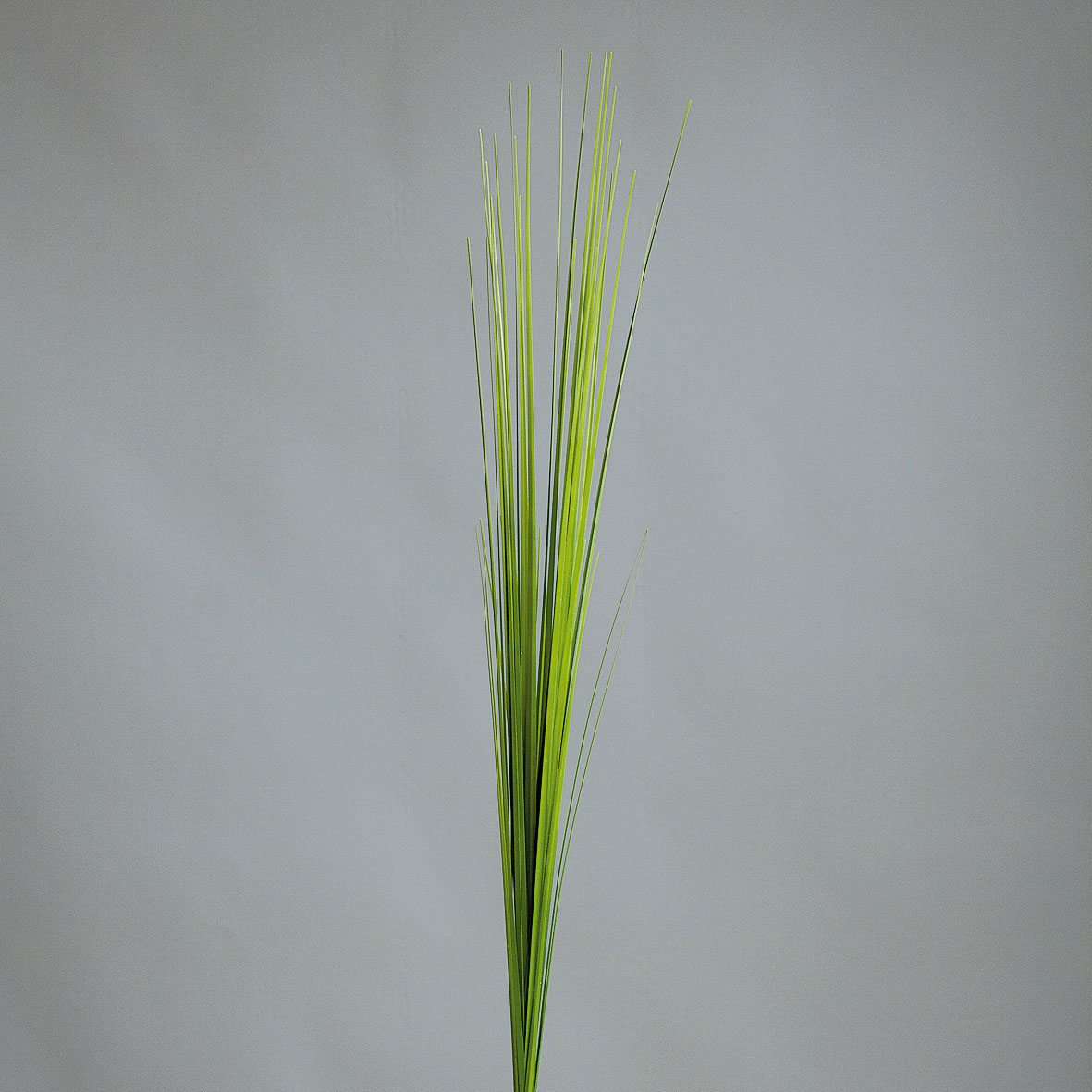 DPIIsolepsisgras 85cm